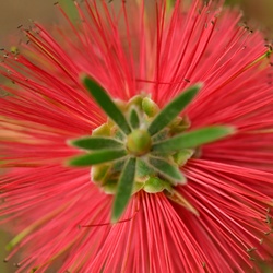 Berlin/Botanischer Garten/DSC_1166.JPG